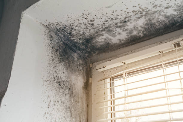 Affordable Mold Removal solutions in Haworth, NJ